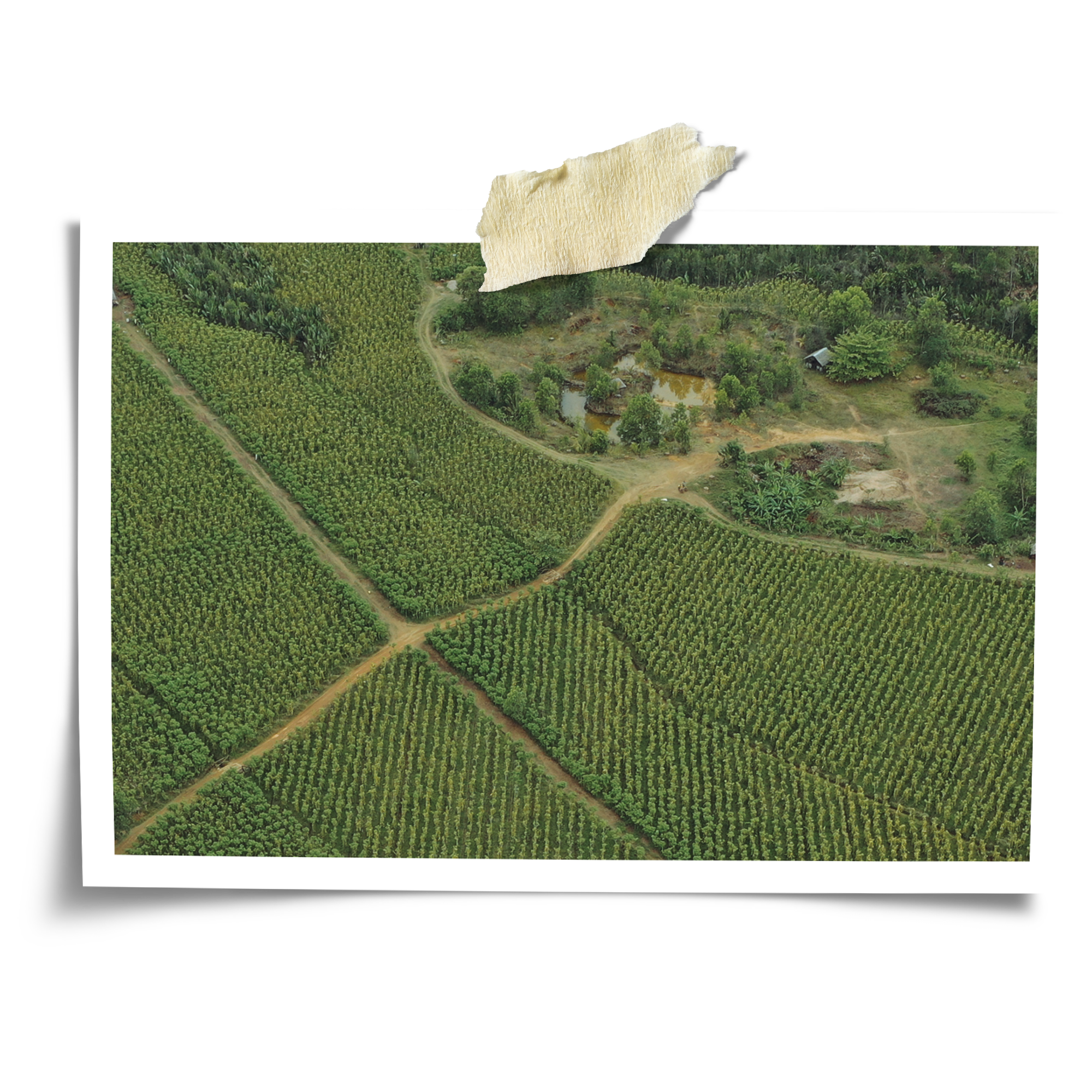 Aerial view of VanillaBros vanilla plantation in the Atsinanana region of Madagascar
