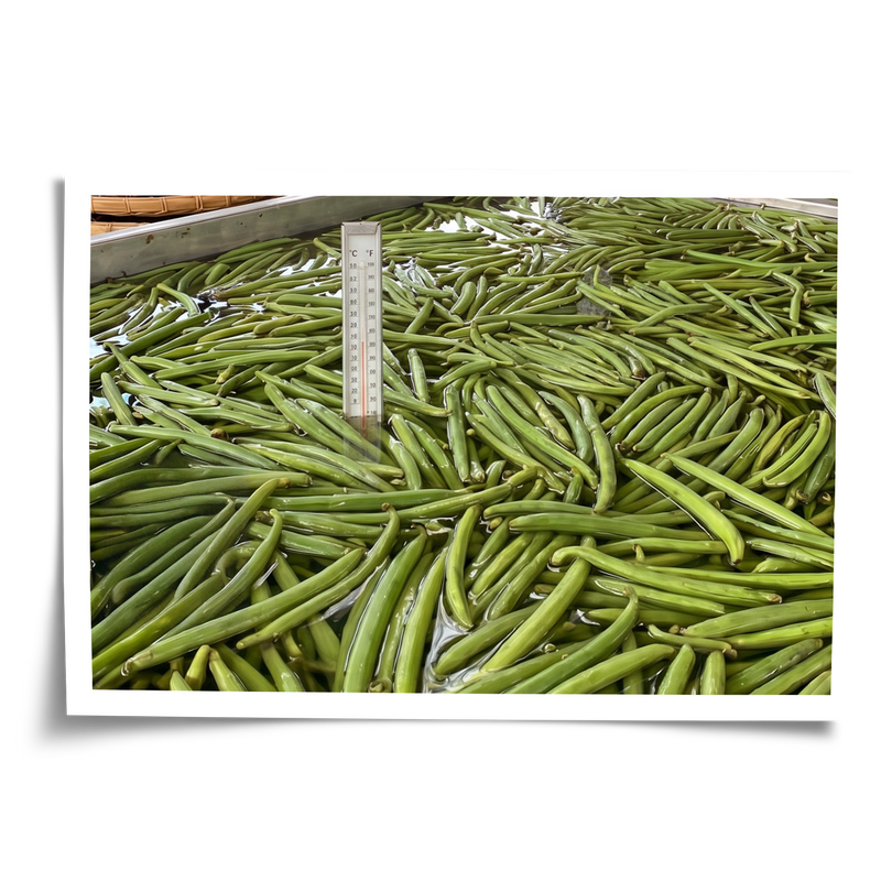 Fresh Madagascar vanilla bean pods being boiled as part of the traditional curing process at VanillaBros