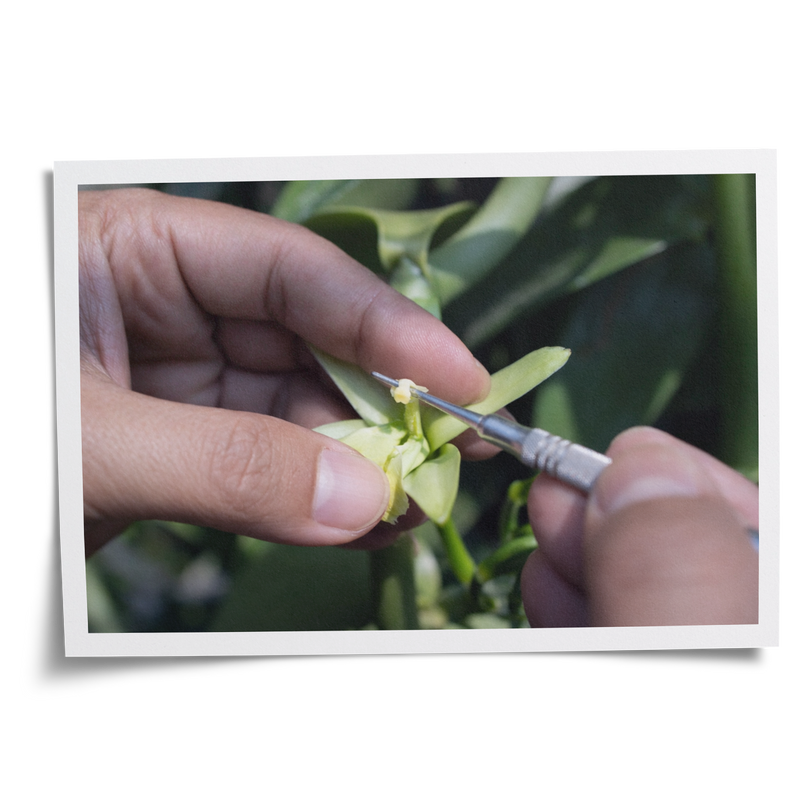 VanillaBros farmer hand-pollinating a vanilla orchid flower on the Madagascar plantation using a fine needle