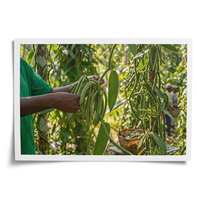 VanillaBros farmer hand-picking fresh green vanilla bean pods from the vine on a Madagascar plantation