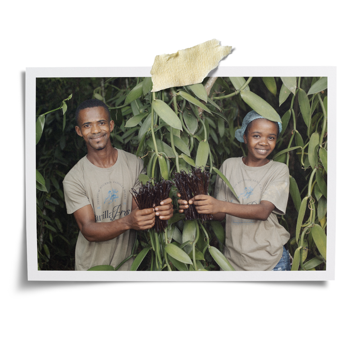 VanillaBros farmers holding fresh-harvested Madagascar Bourbon vanilla bean pods on a vanilla plantation