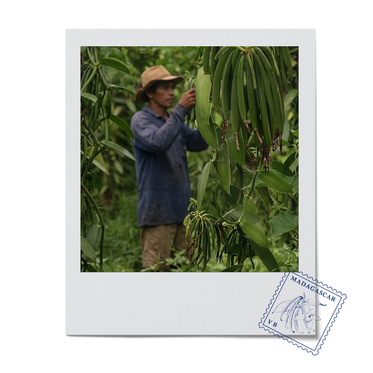 VanillaBros Madagascar farmer tending to vanilla vines with hanging green vanilla bean pods in lush plantation