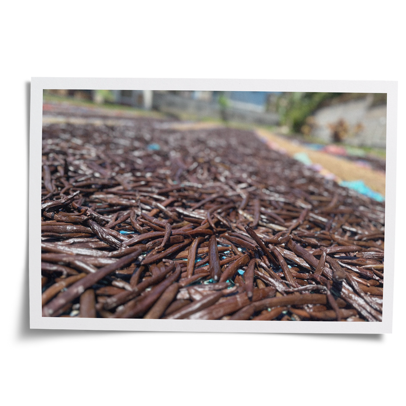 Hundreds of VanillaBros Madagascar Bourbon vanilla beans sun-drying outdoors during the traditional curing process