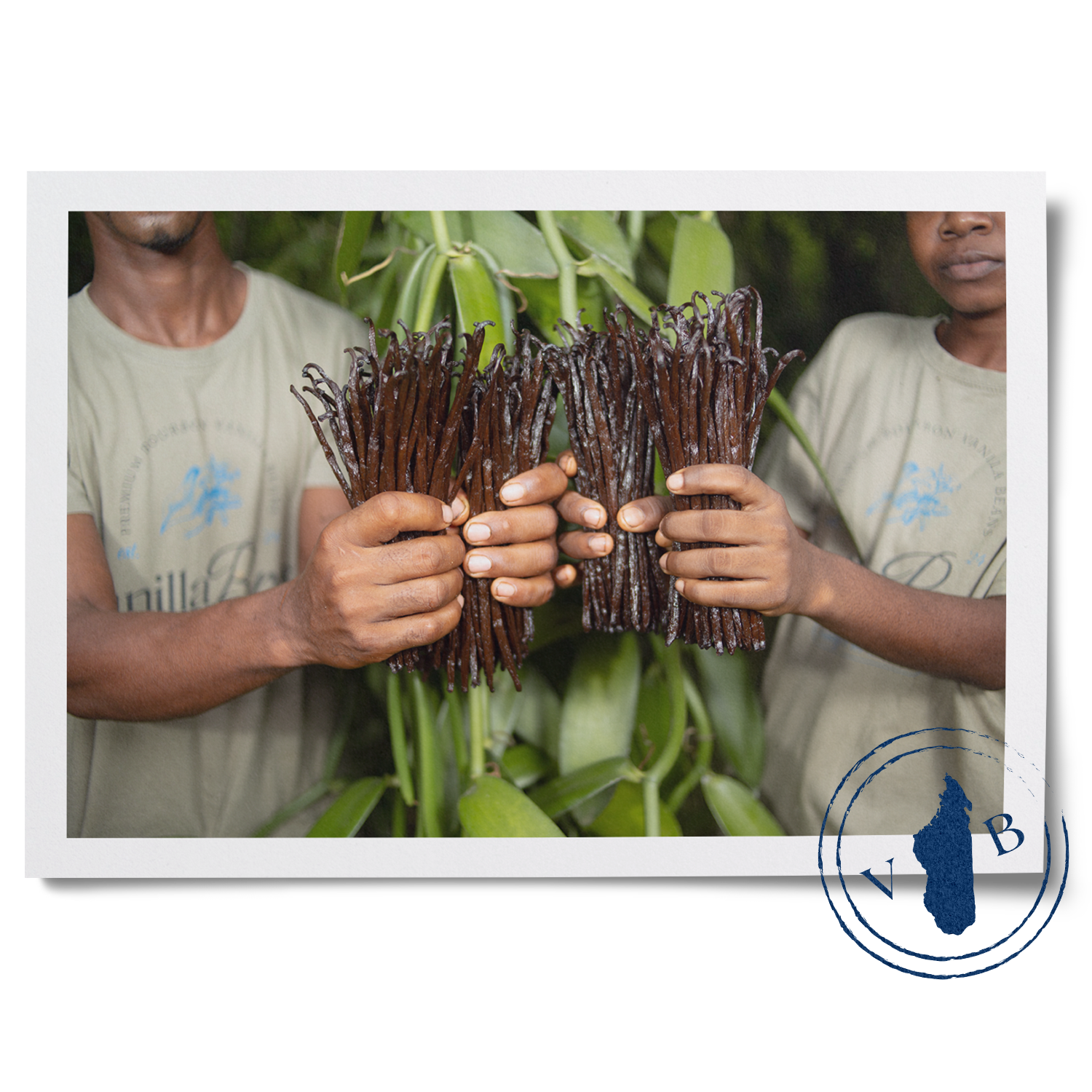 VanillaBros farmers holding fresh-harvested Madagascar Bourbon vanilla bean pods on a vanilla plantation